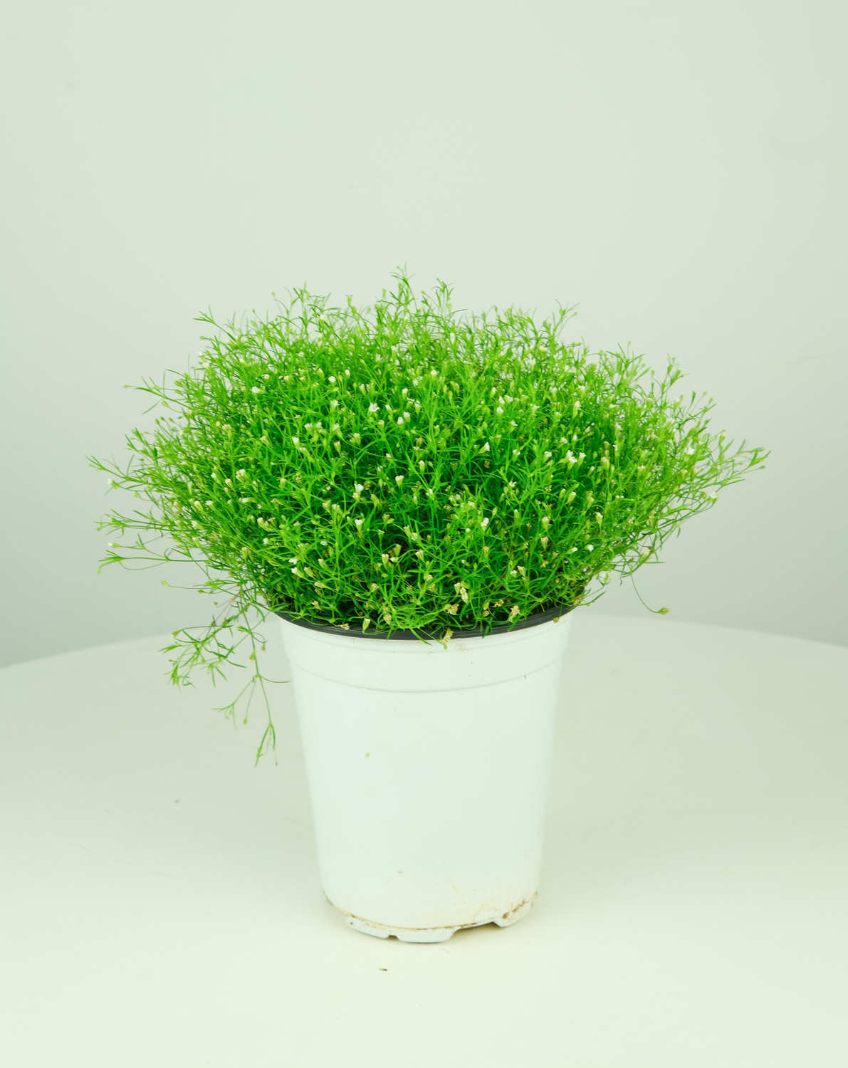 满天星小苗上盆后怎么养护，为什么会倒苗