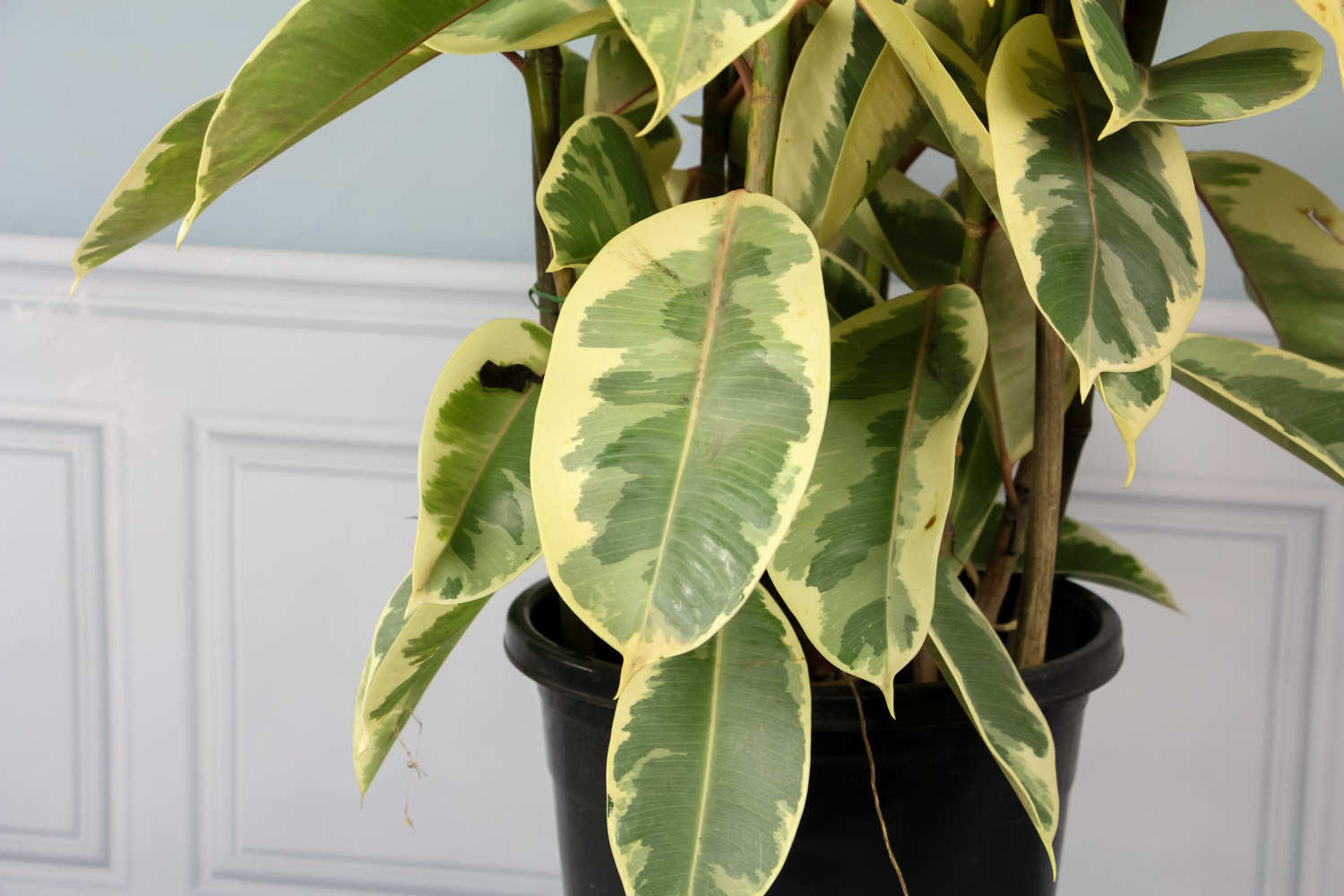 橡皮树的“独杆”现象及其处理