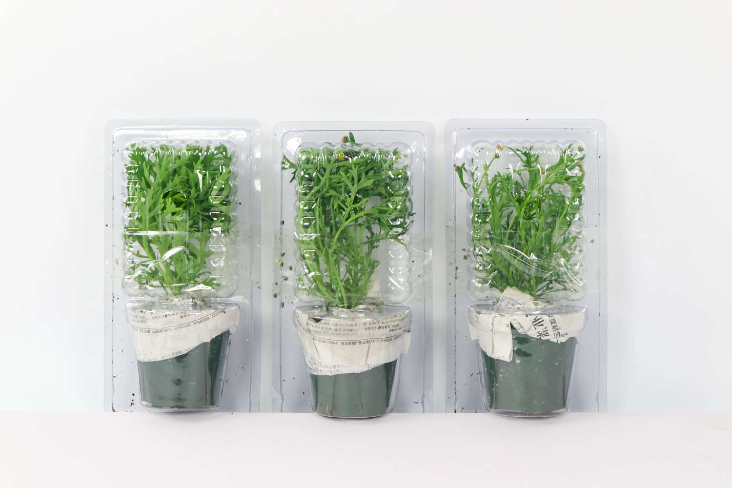 玛格丽特 玛格丽特