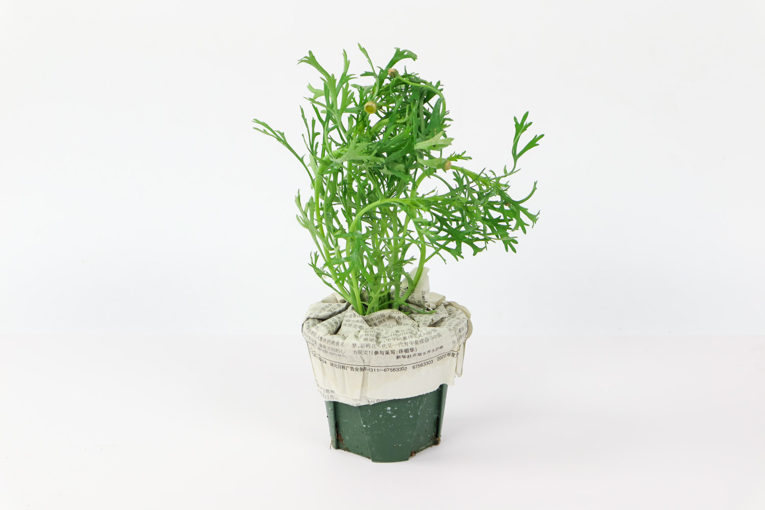 玛格丽特花有哪些品种