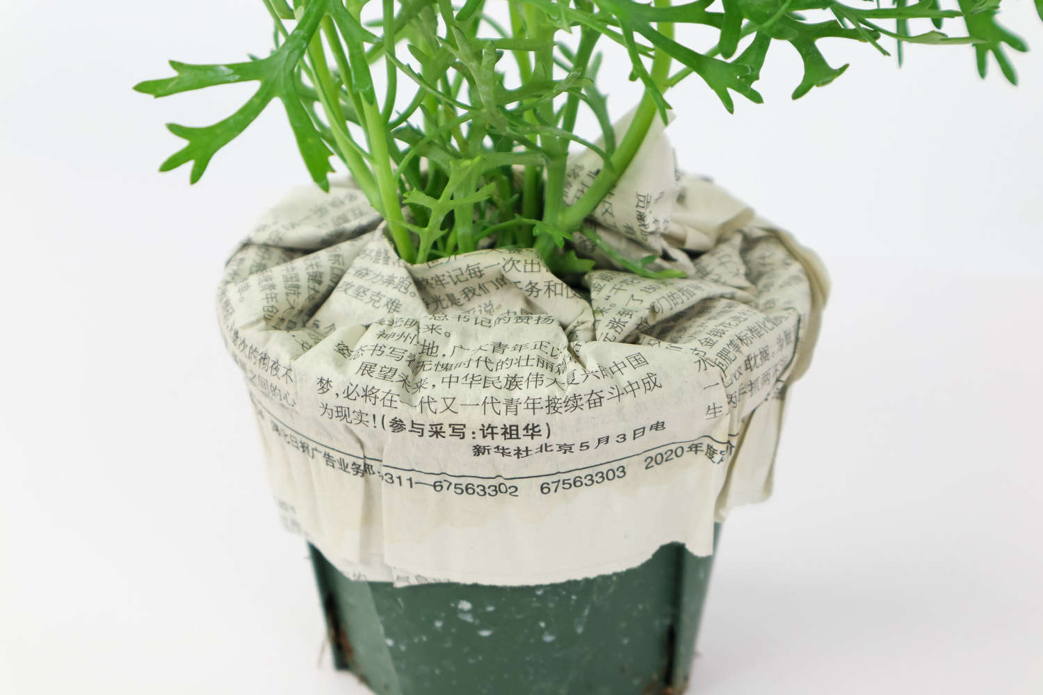 玛格丽特花怎么过冬