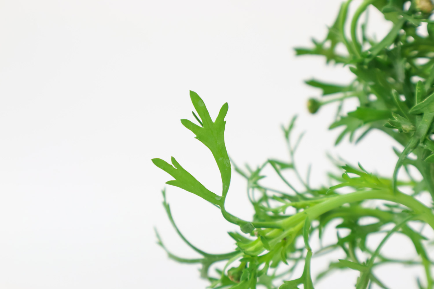 玛格丽特 玛格丽特