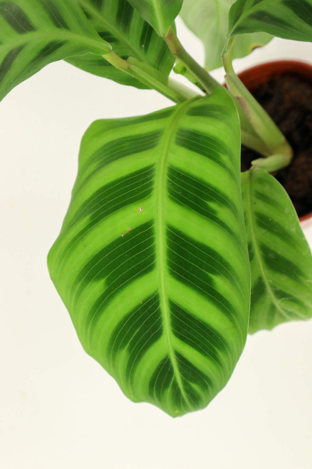 竹竽的常见品种