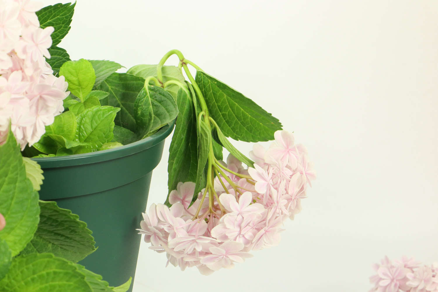 八仙花的施肥技巧