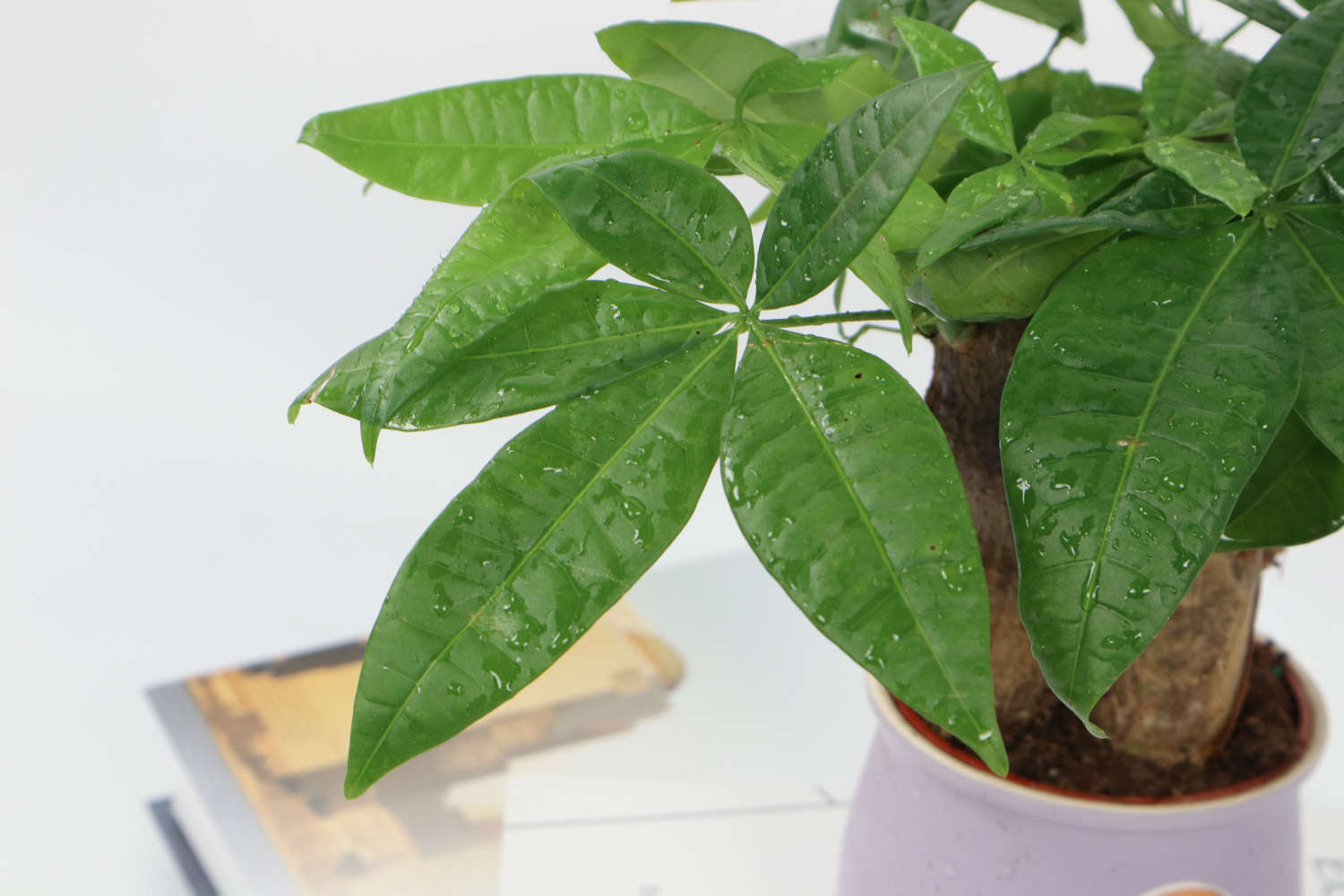 小发财树能养大吗，小发财树图片