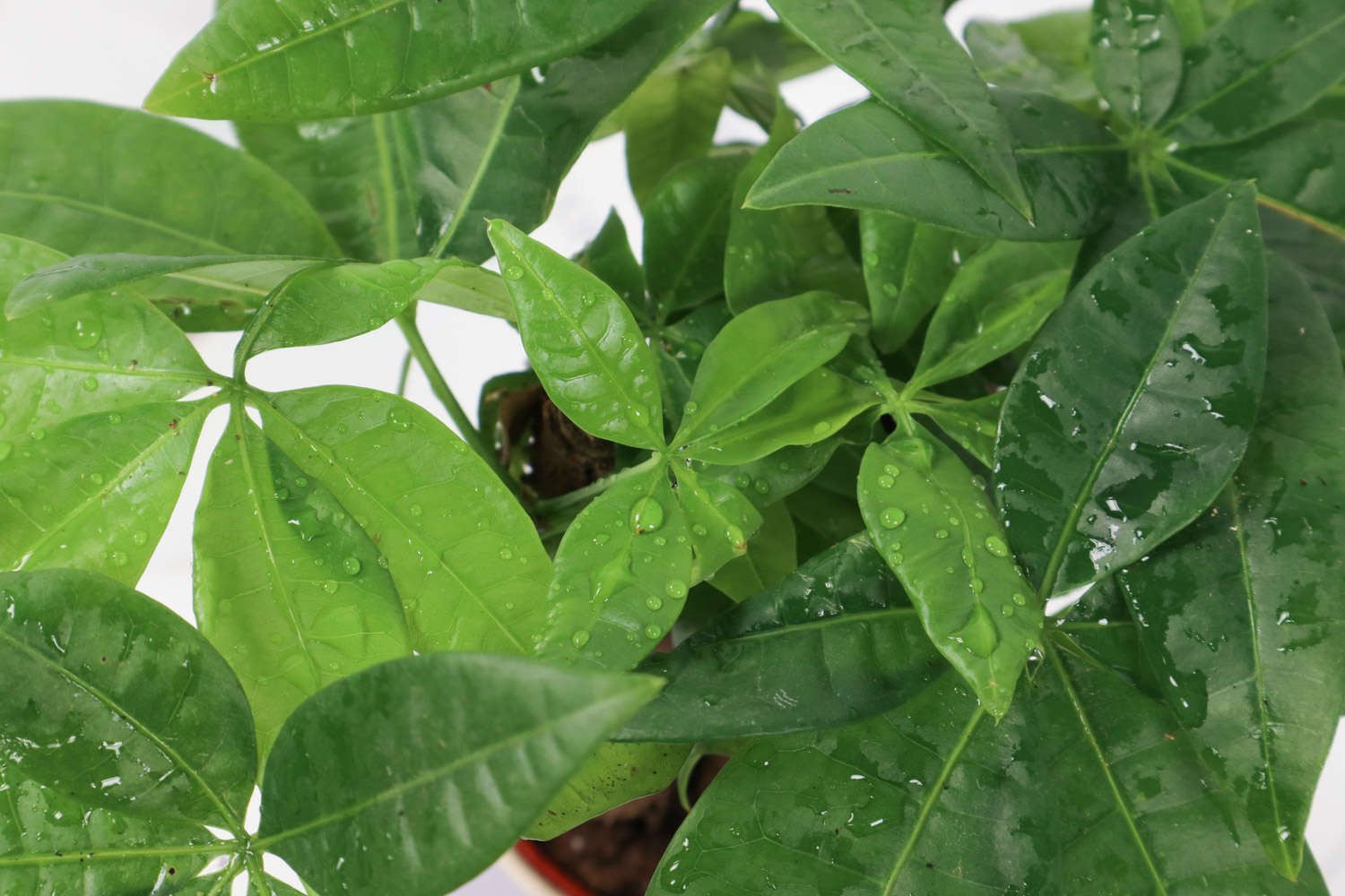 发财树怎么养才茂盛