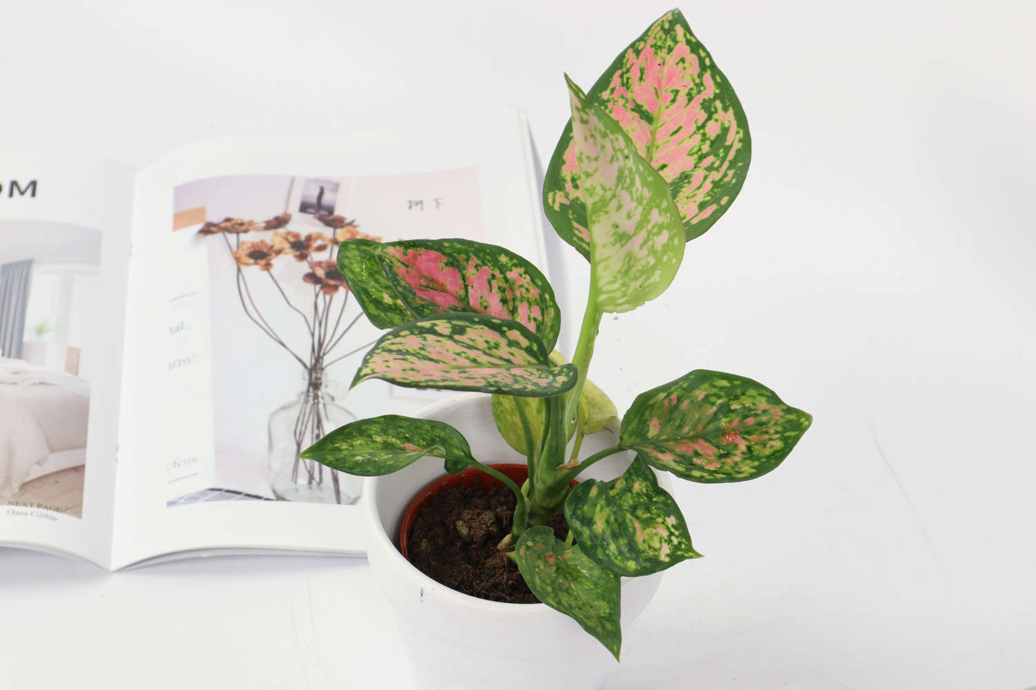 花叶万年青长得慢怎么办