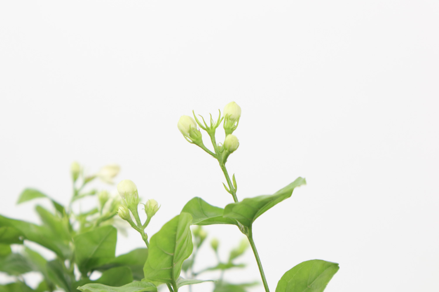 茉莉一盆养几棵，该怎么养？