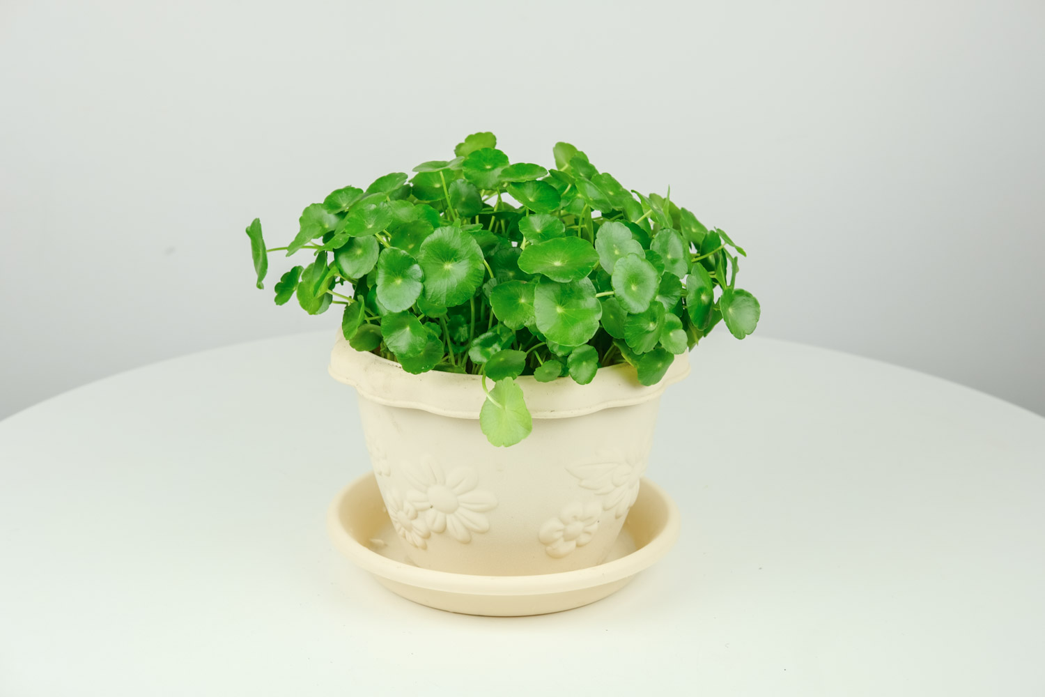 铜钱草和香菇草是一种植物吗