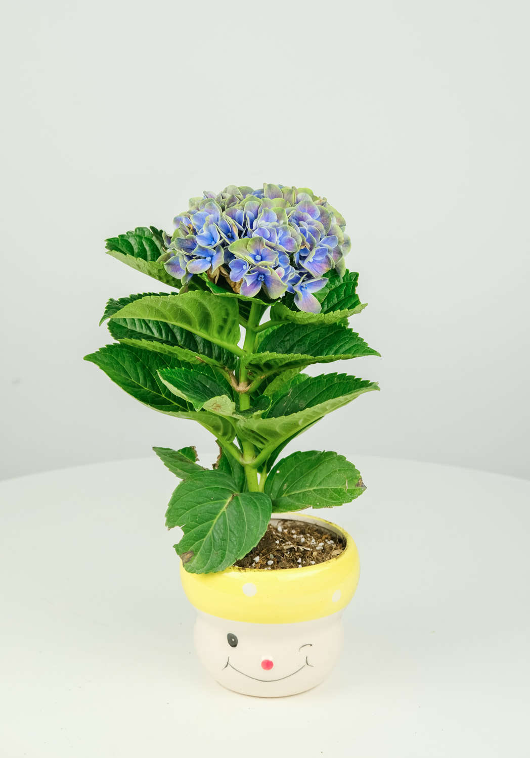 绣球花秋天怎么种植