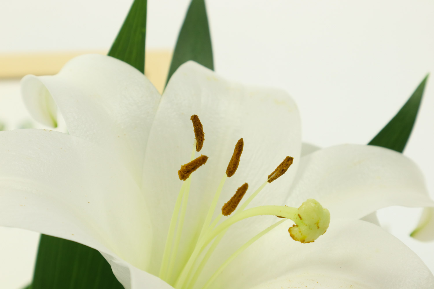 百合花怎么繁殖