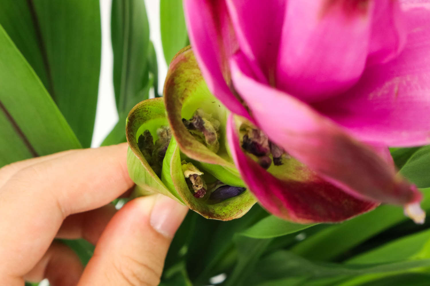 姜荷花怎么浇水施肥？