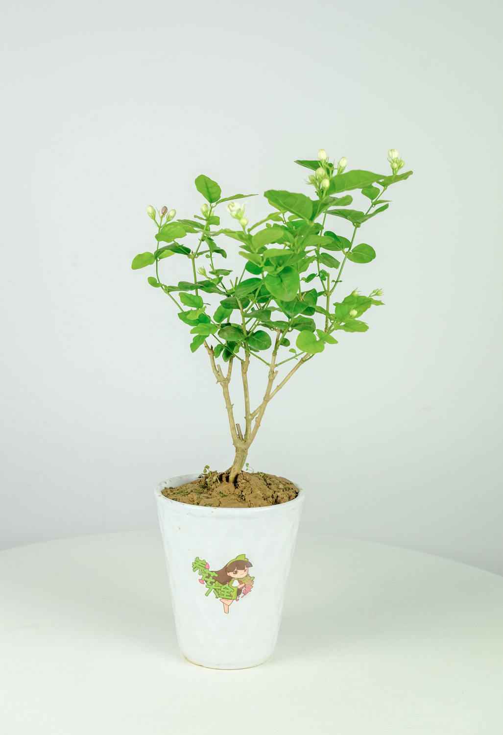 茉莉花开花后怎么办