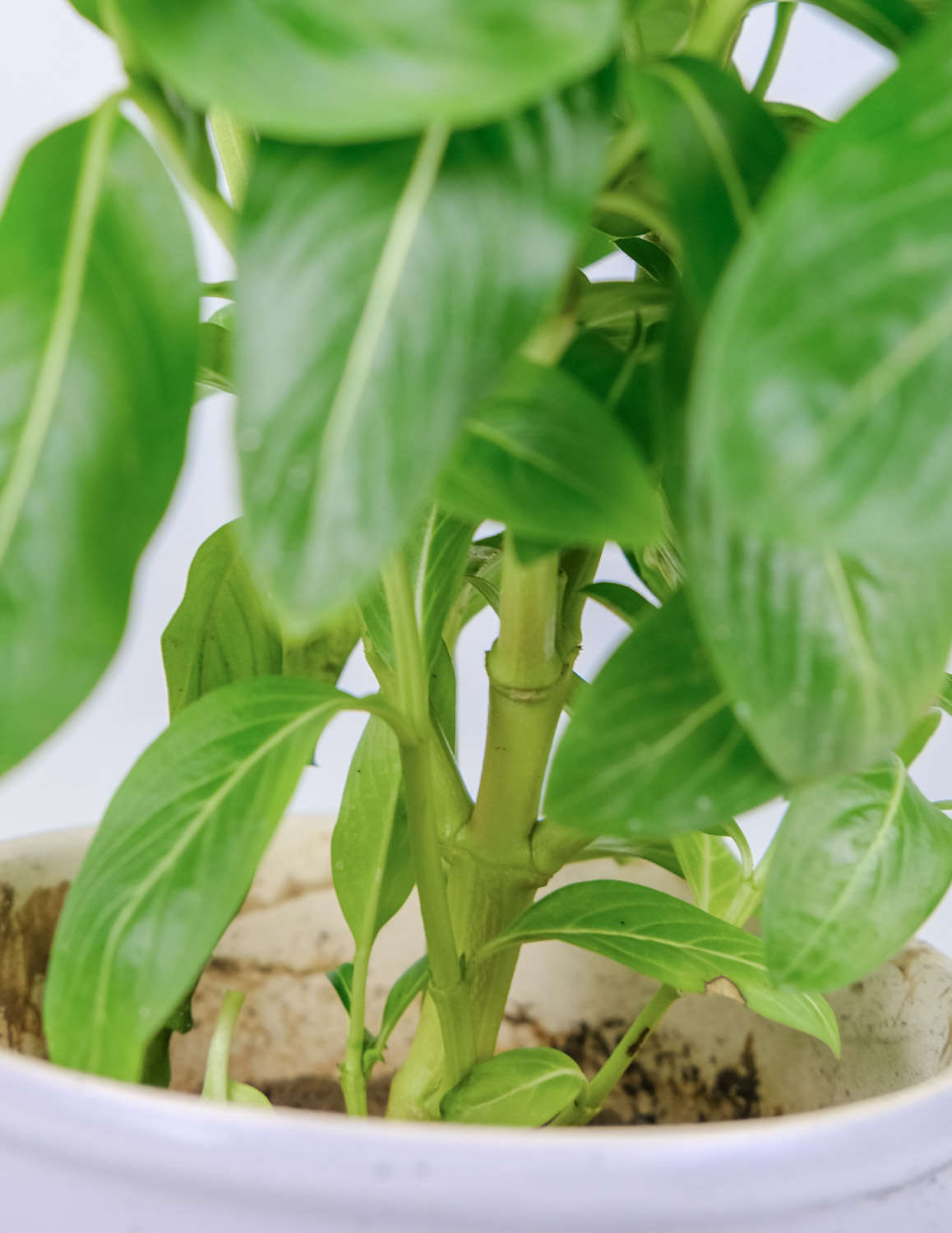 长春花夏天怎么养