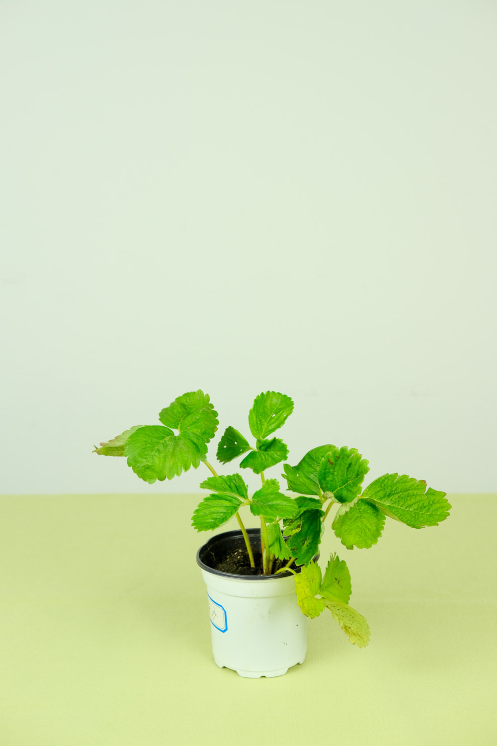 草莓几月份移栽最好