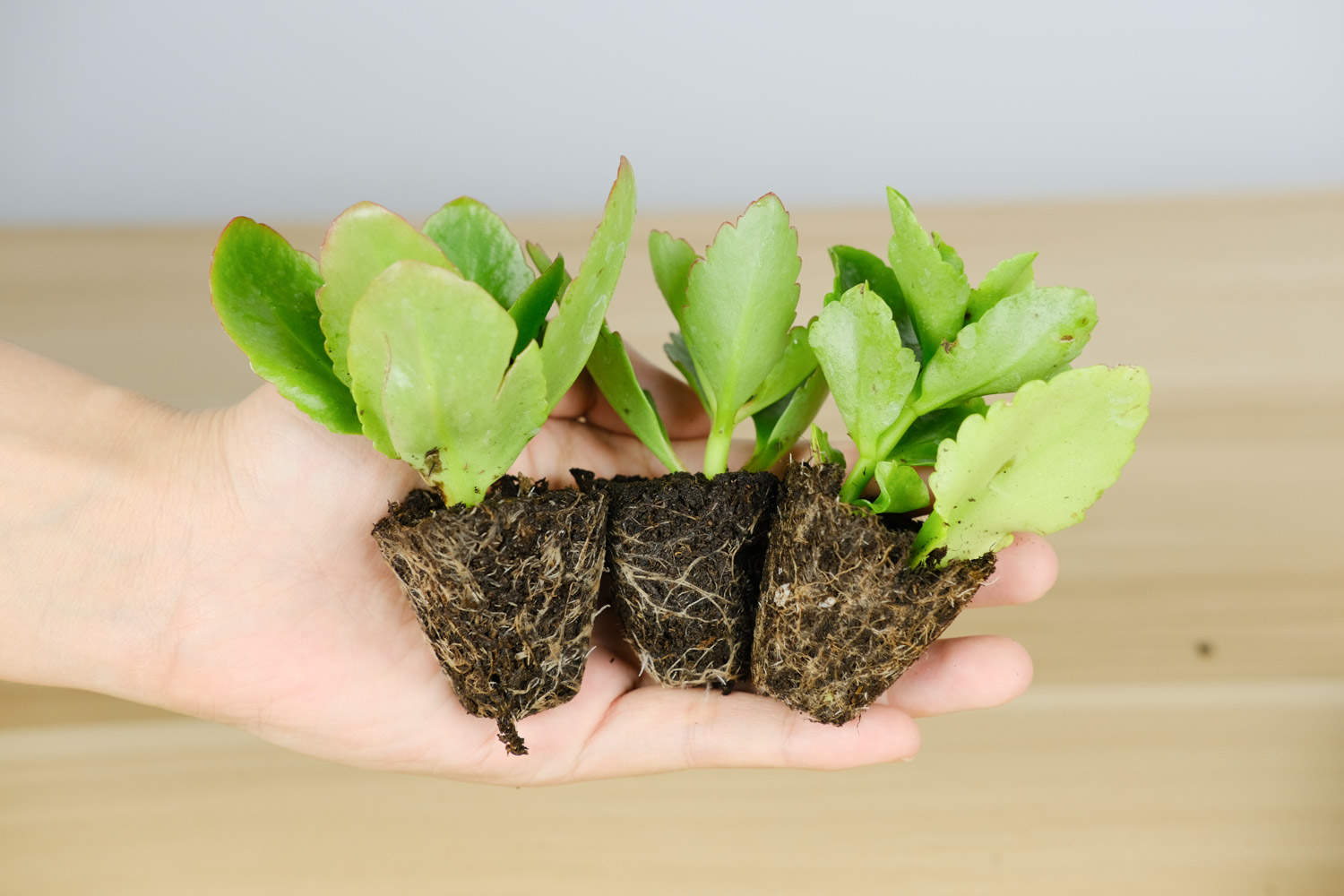 长寿花打顶与摘心