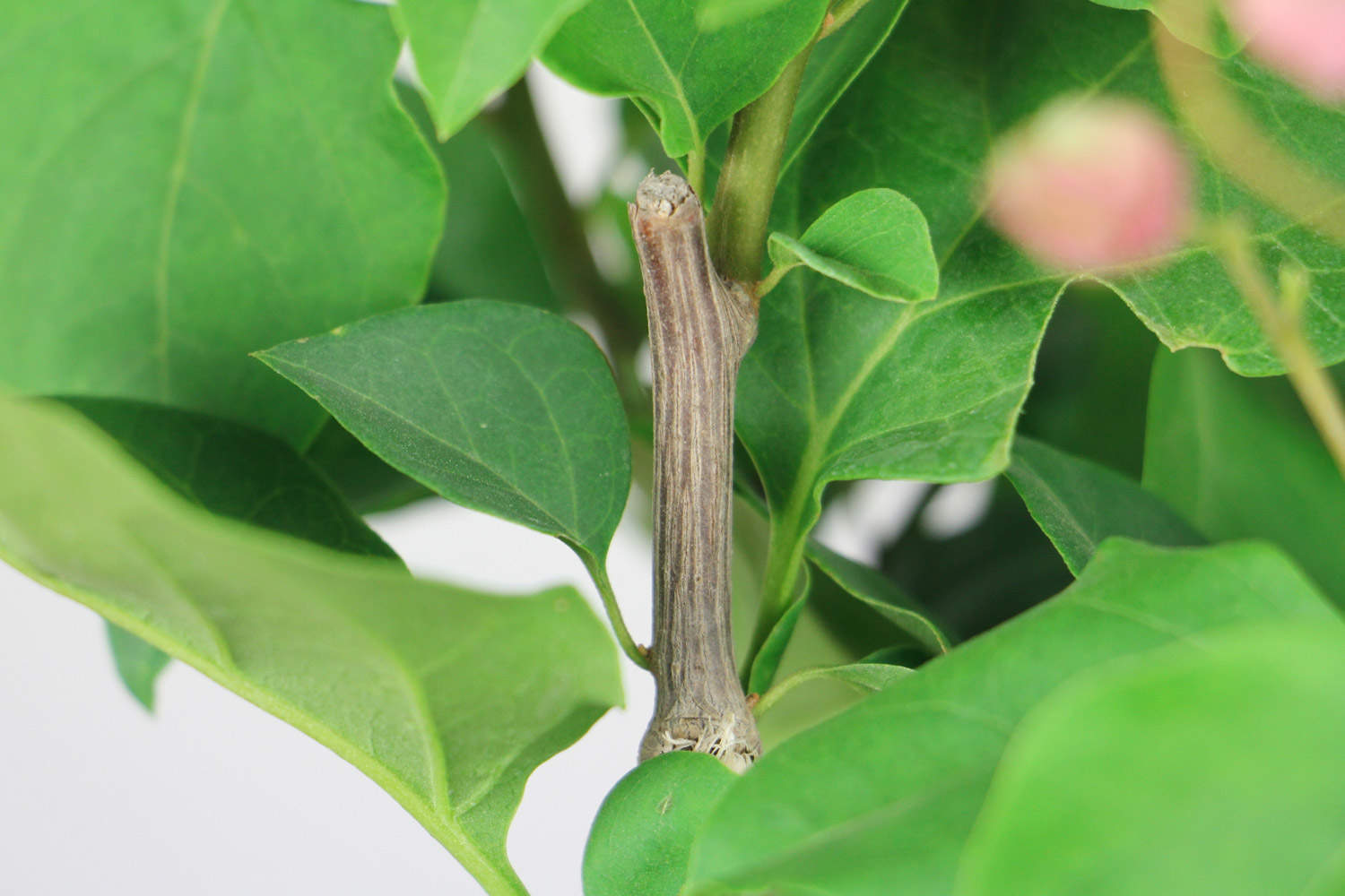 三角梅冬季养护技巧及注意事项