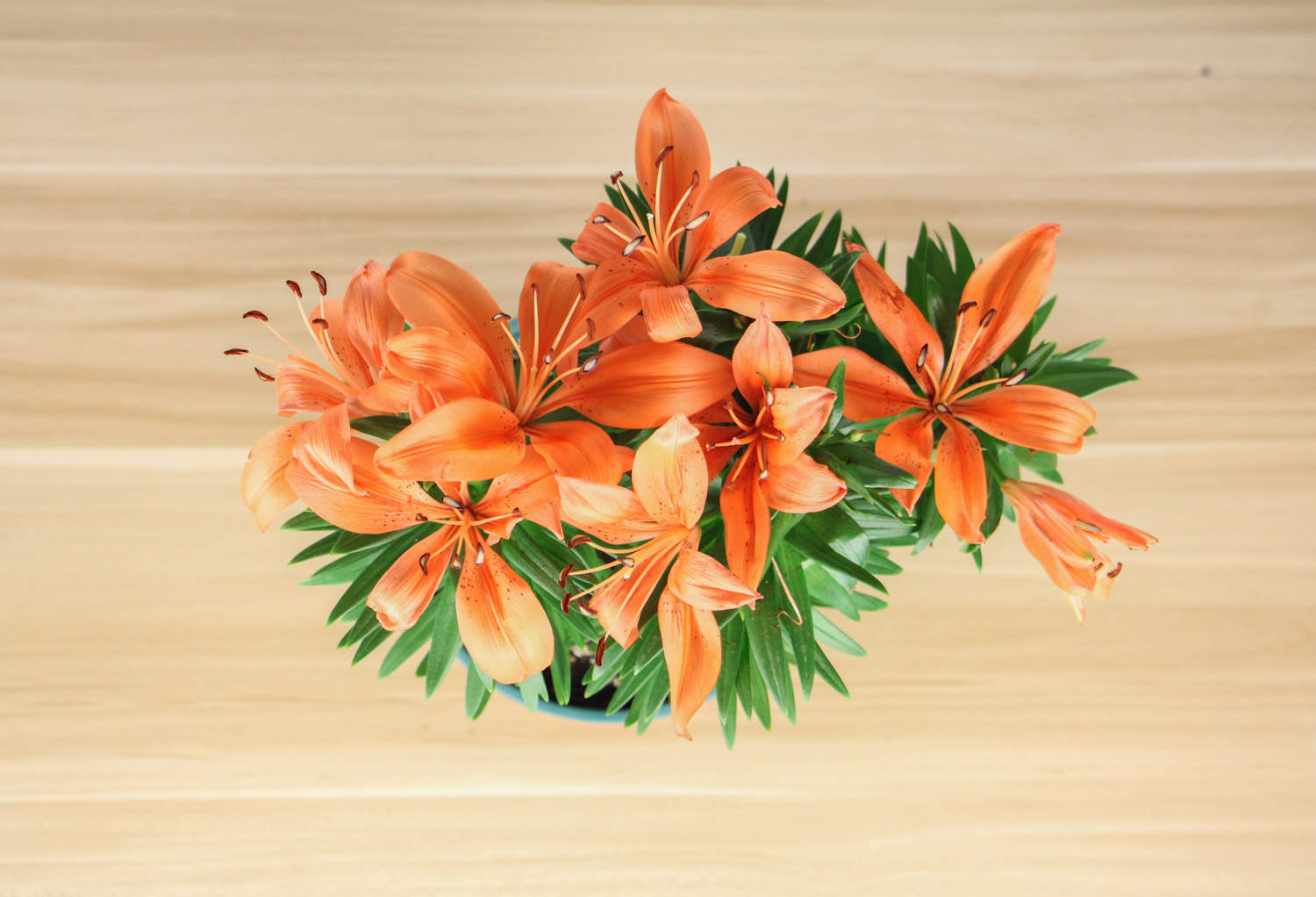 百合花可以扦插吗