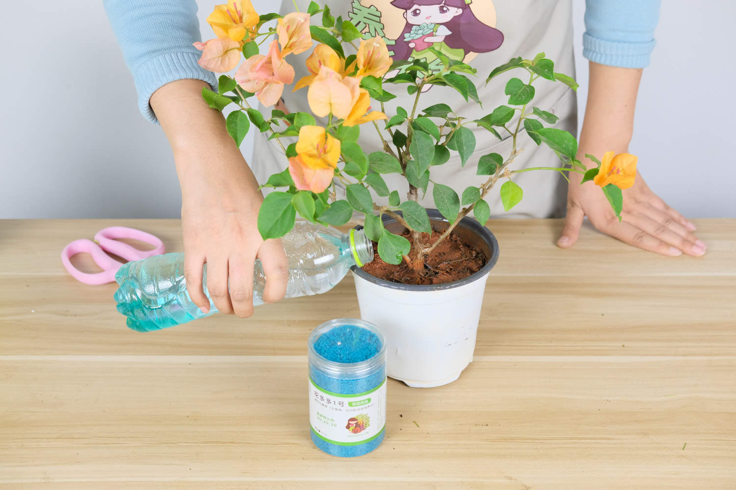 春天三角梅开花吗