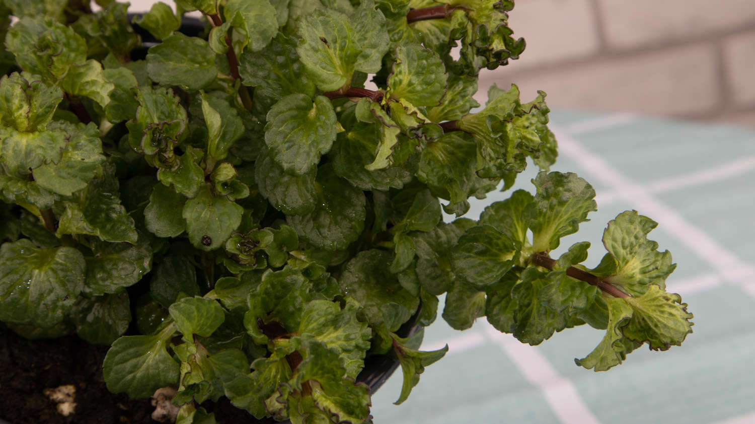 薄荷夏季怎么养