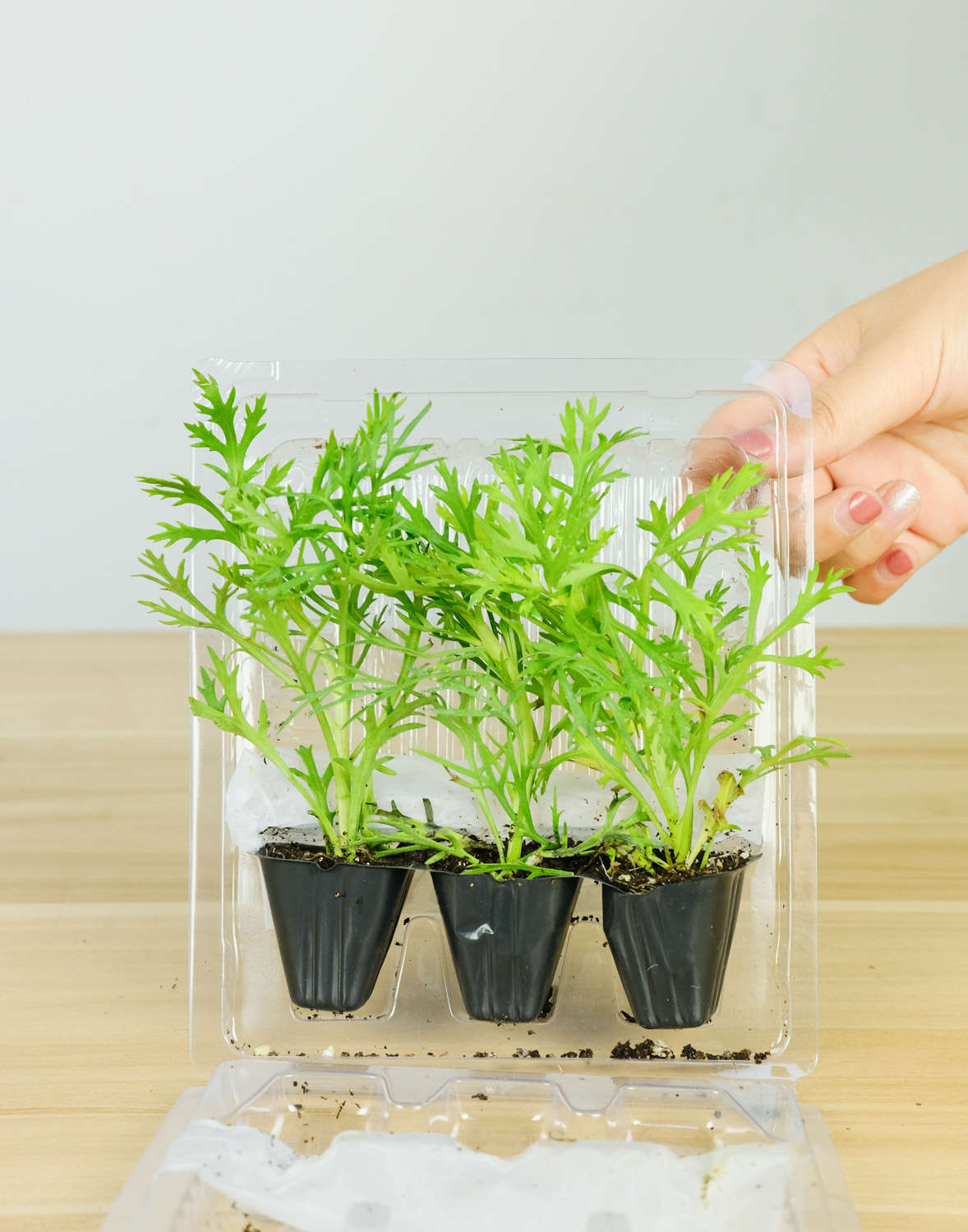 玛格丽特 玛格丽特