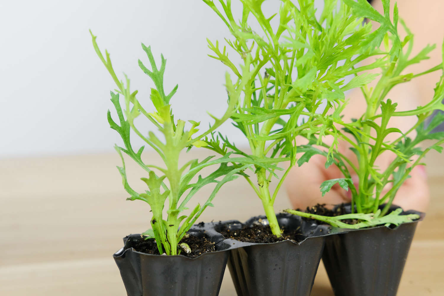 玛格丽特 玛格丽特