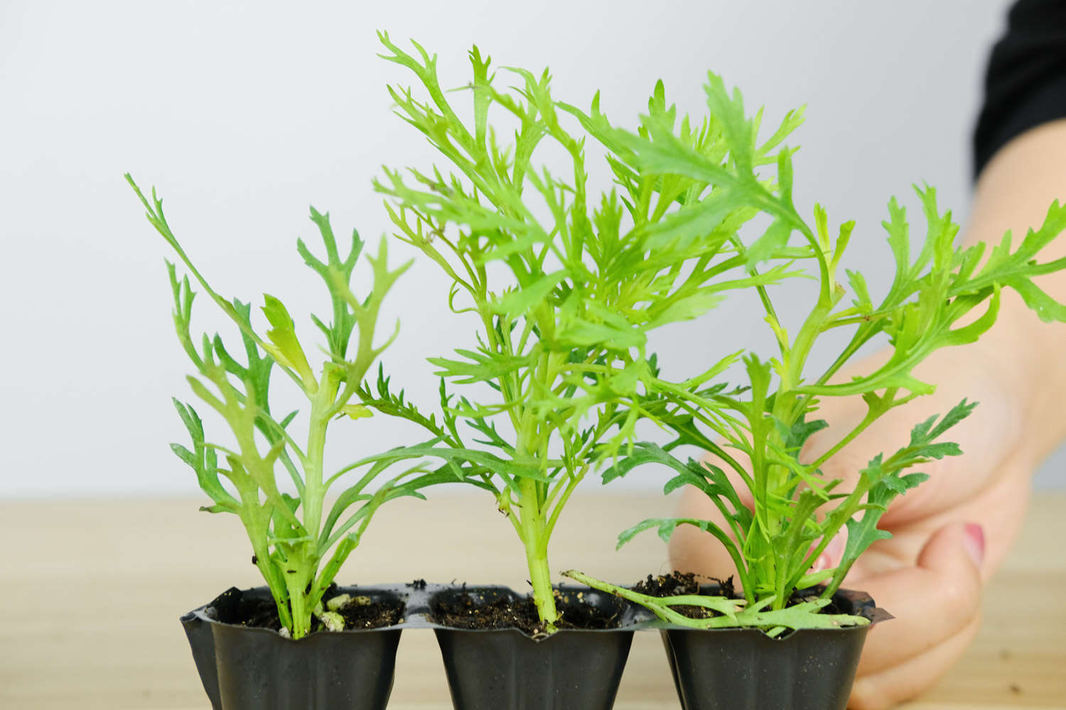 玛格丽特 玛格丽特