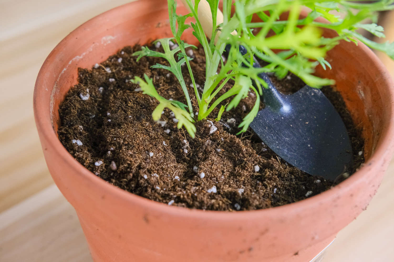 玛格丽特 玛格丽特