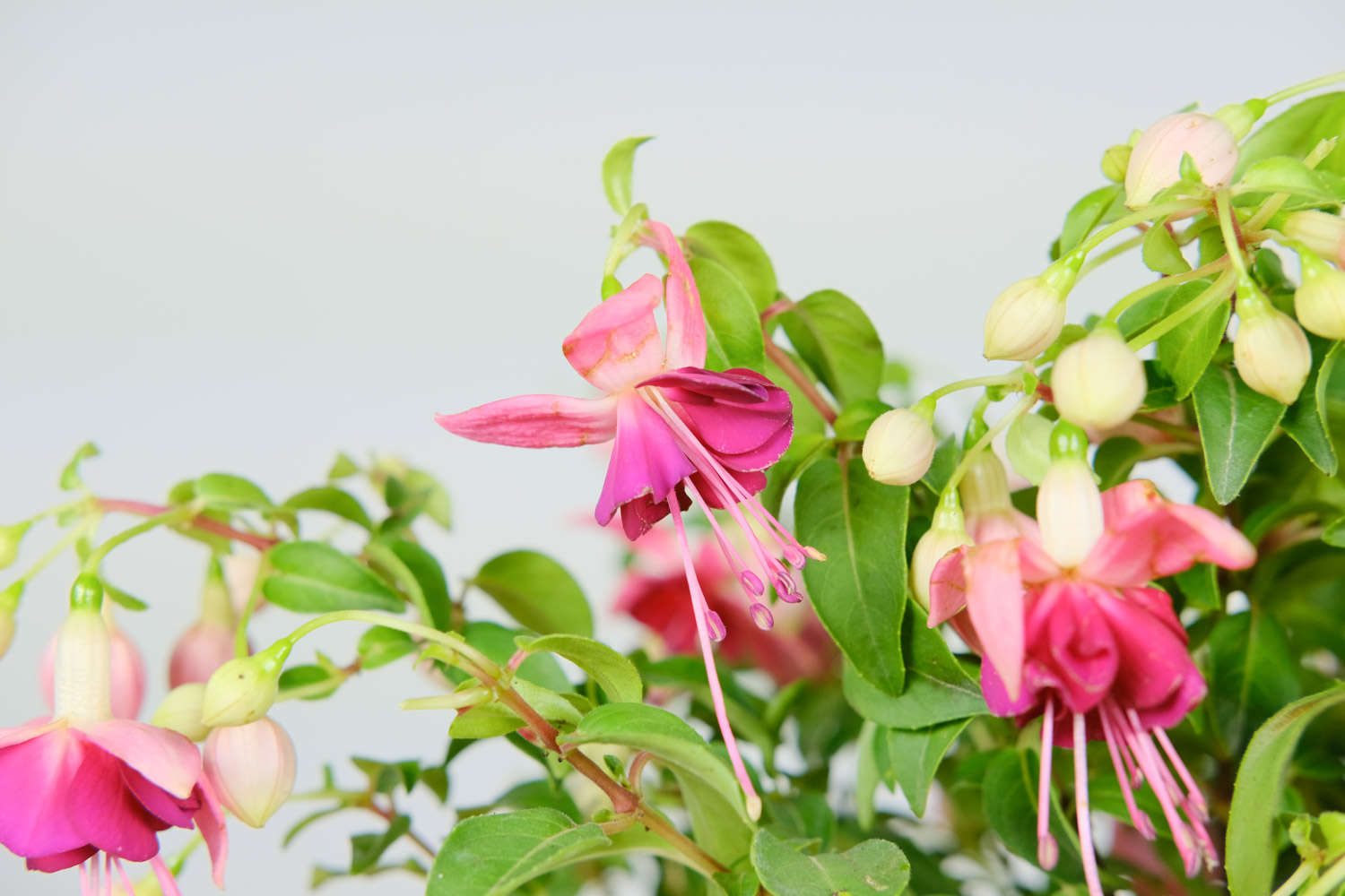 倒挂金钟 倒挂金钟