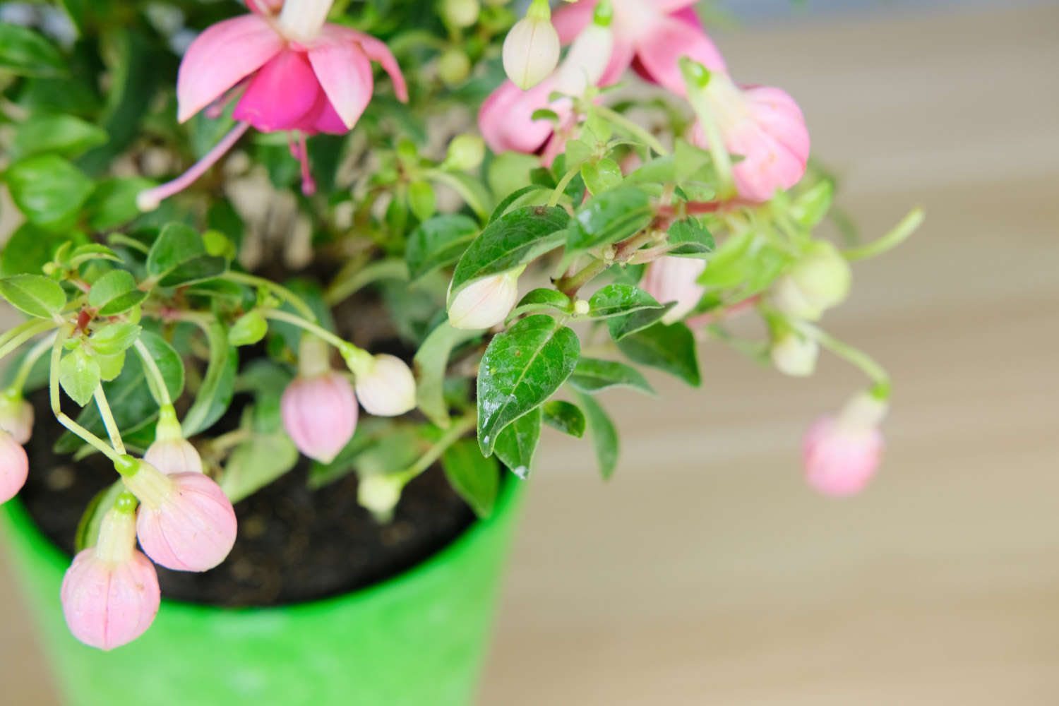 倒挂金钟怎么繁殖