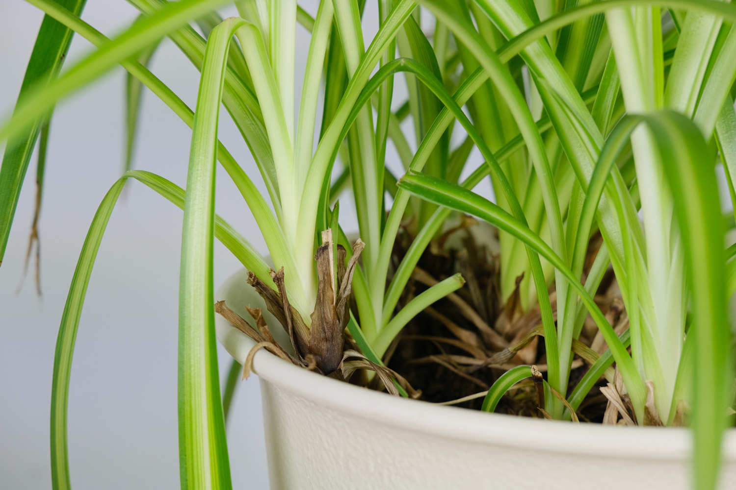 吊兰的养殖方法