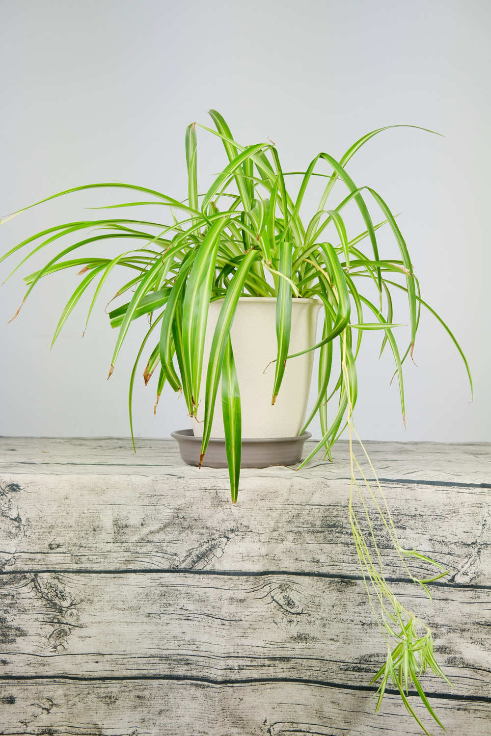 吊兰怎么养长得好