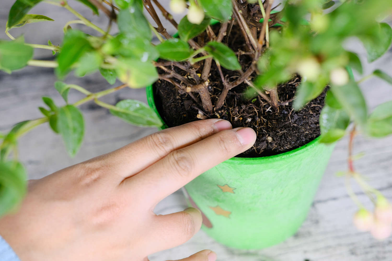 倒挂金钟 倒挂金钟