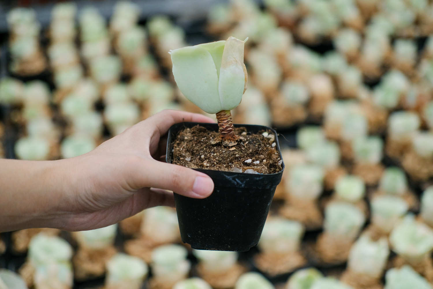 耶罗粉山地玫瑰怎么养