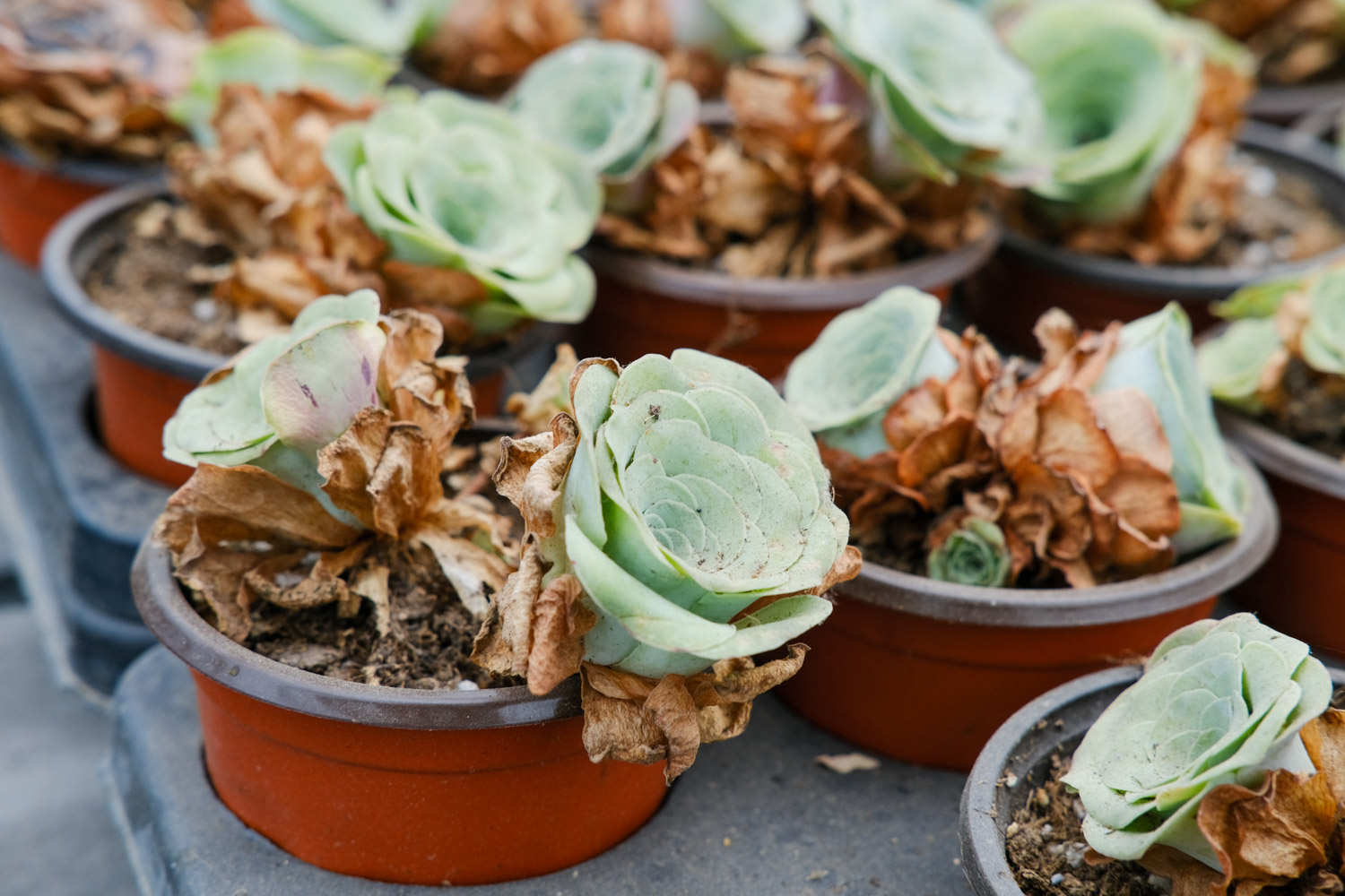 山地玫瑰 山地玫瑰