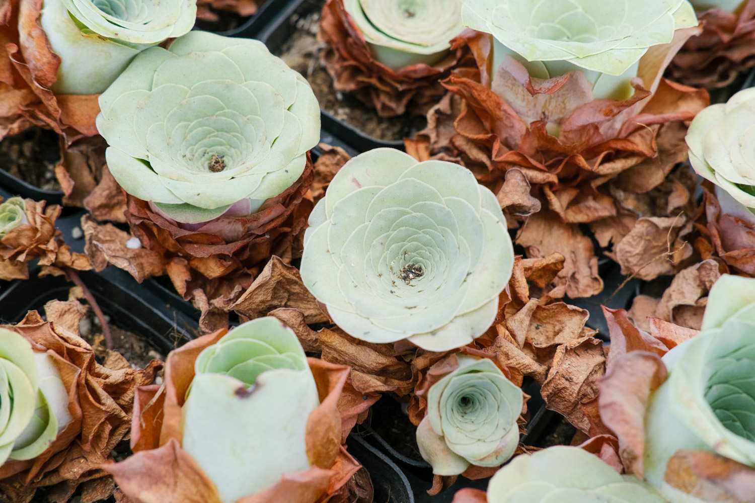 山地玫瑰夏季怎么养