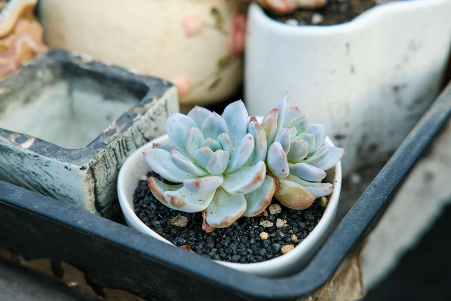 欣赏多肉群居之美，建造自己的多肉花园