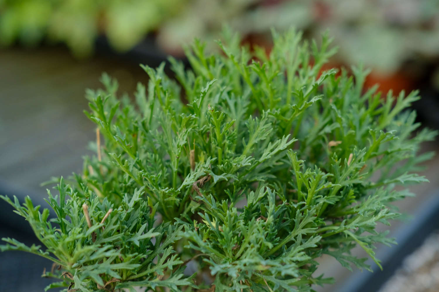 玛格丽特 玛格丽特