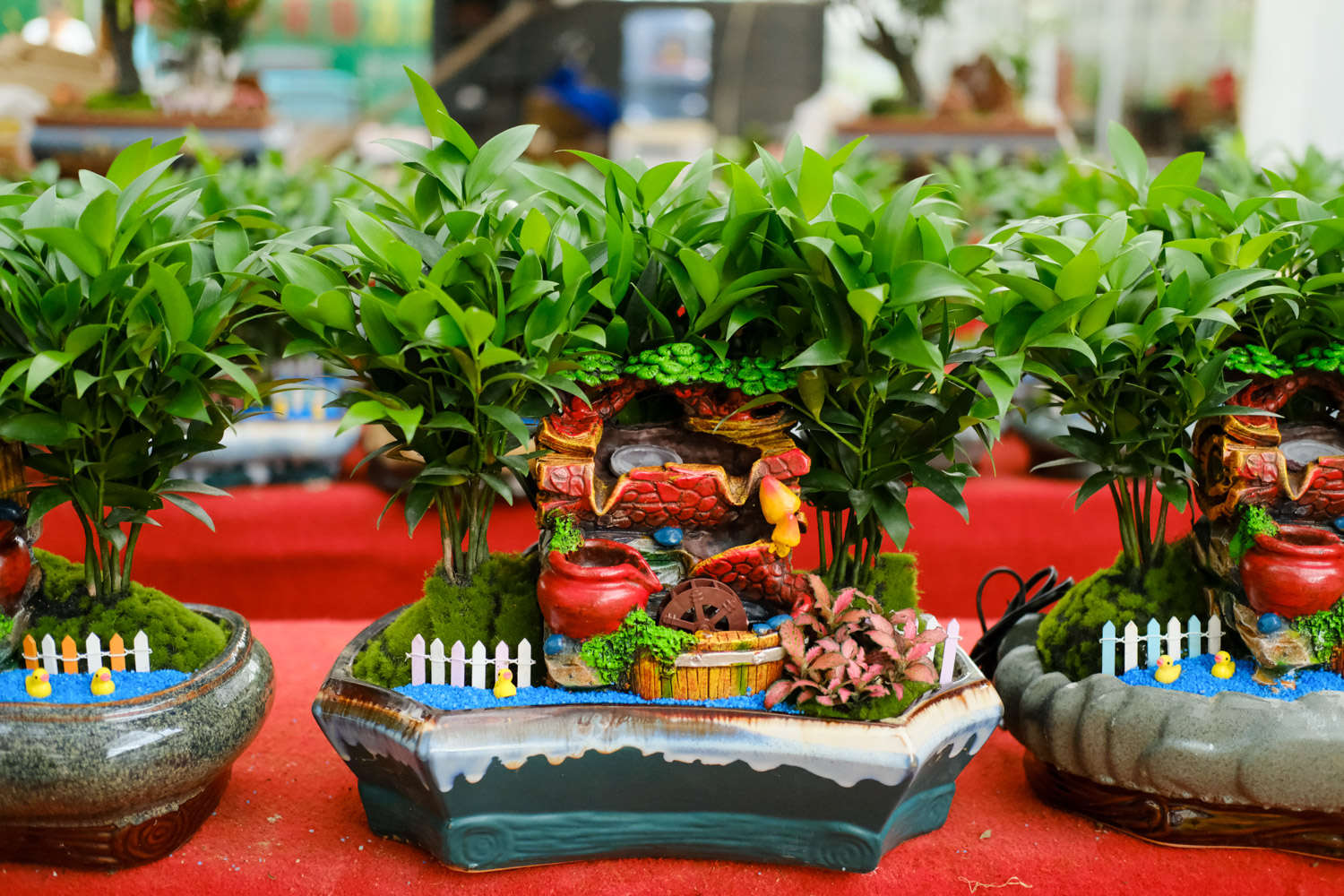 竹柏种子怎么种