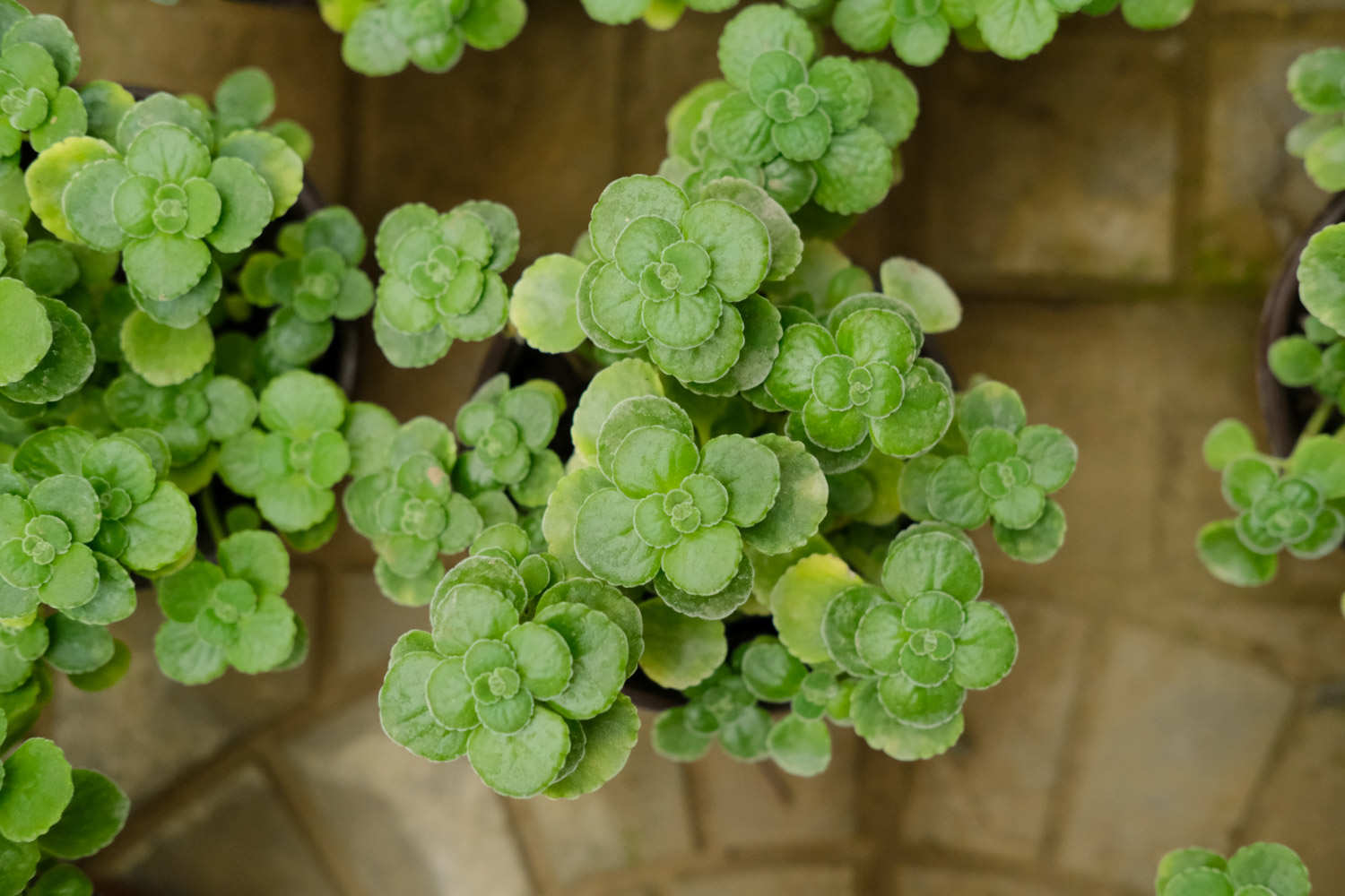 碰碰香徒长了怎么办