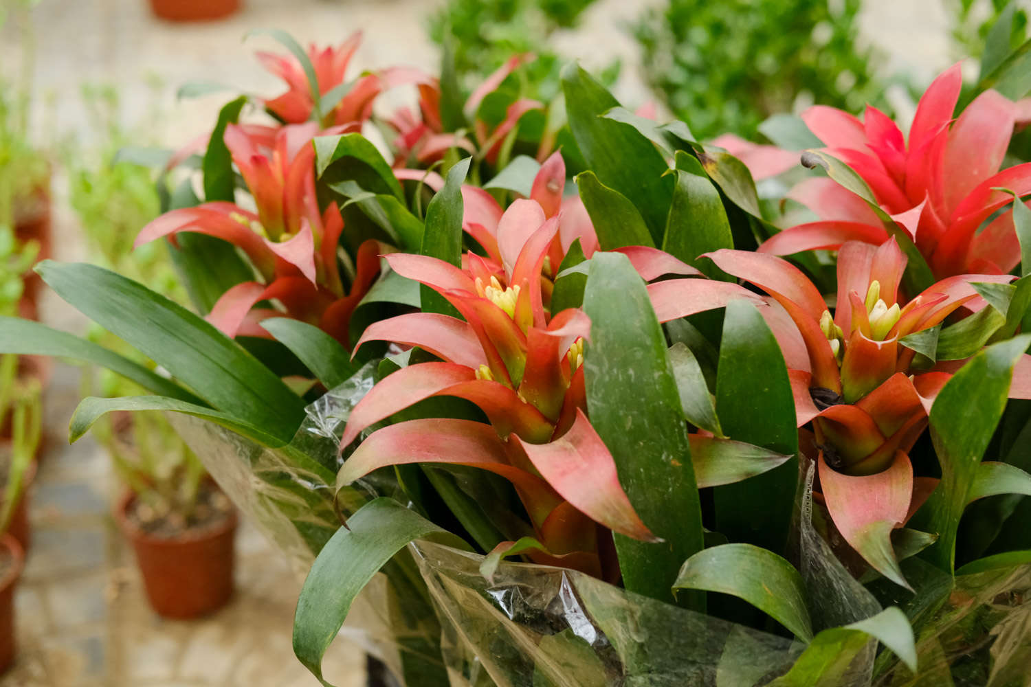 鸿运当头多久浇一次水