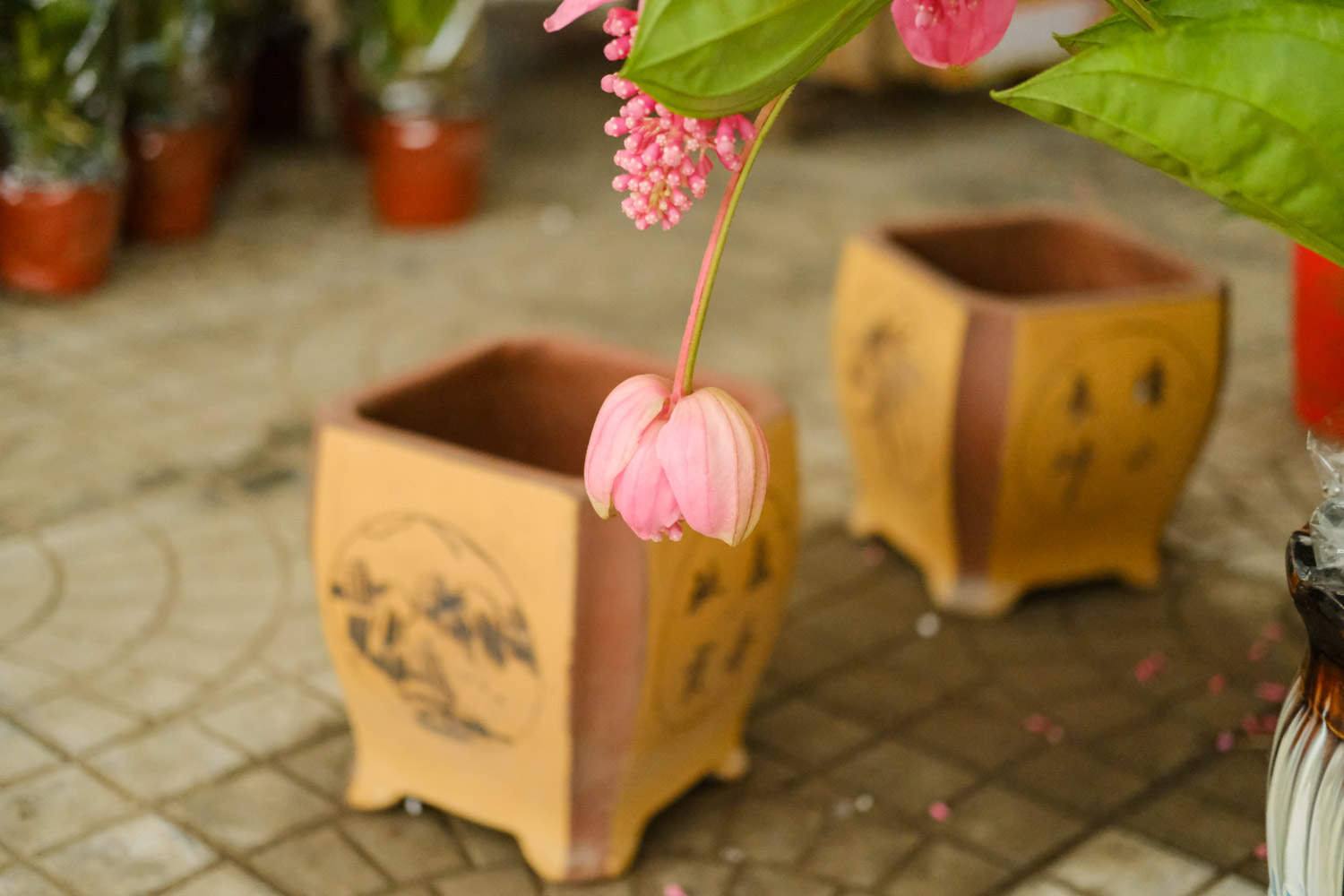 宝莲灯什么时候开花