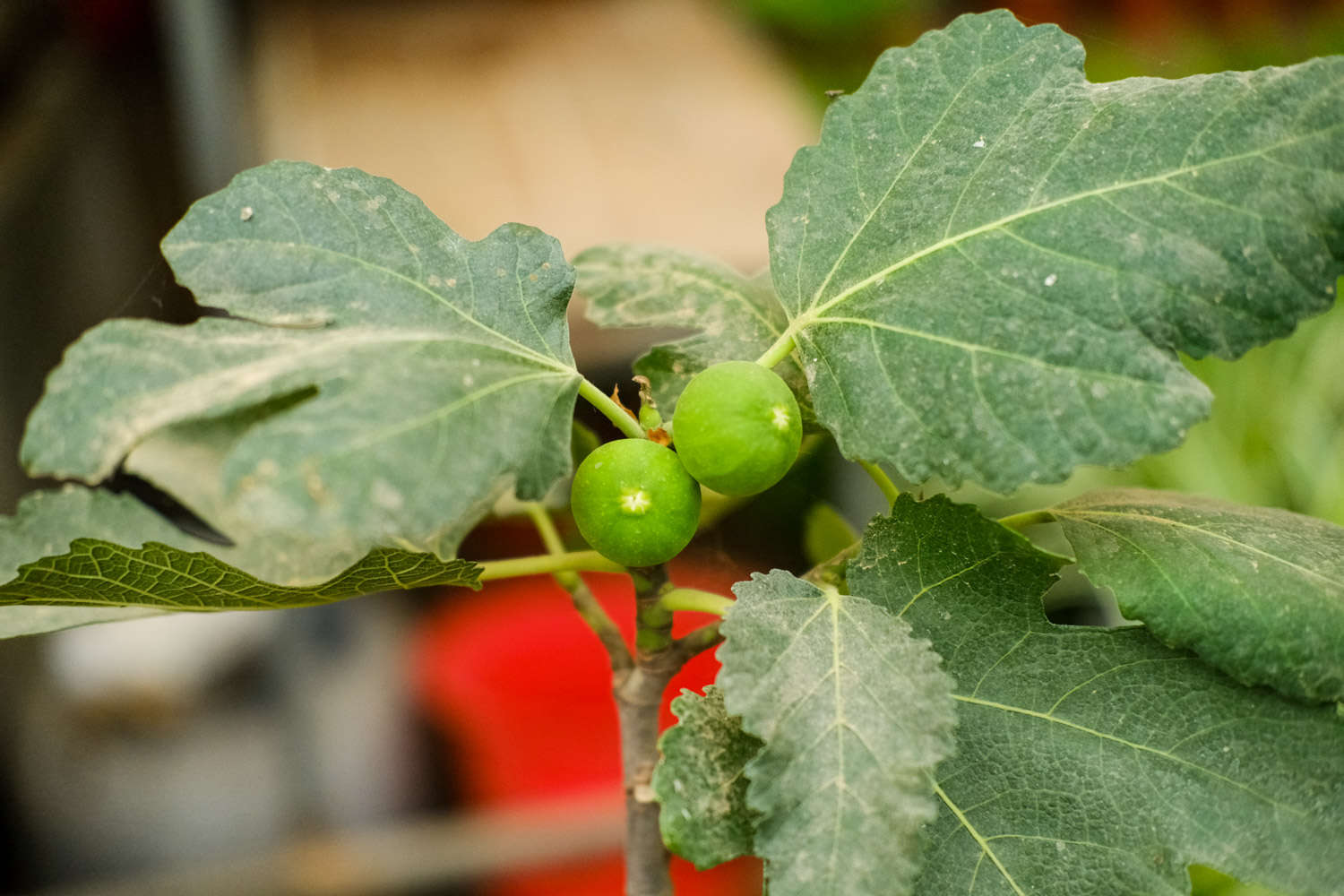 防止无花果落果的方法