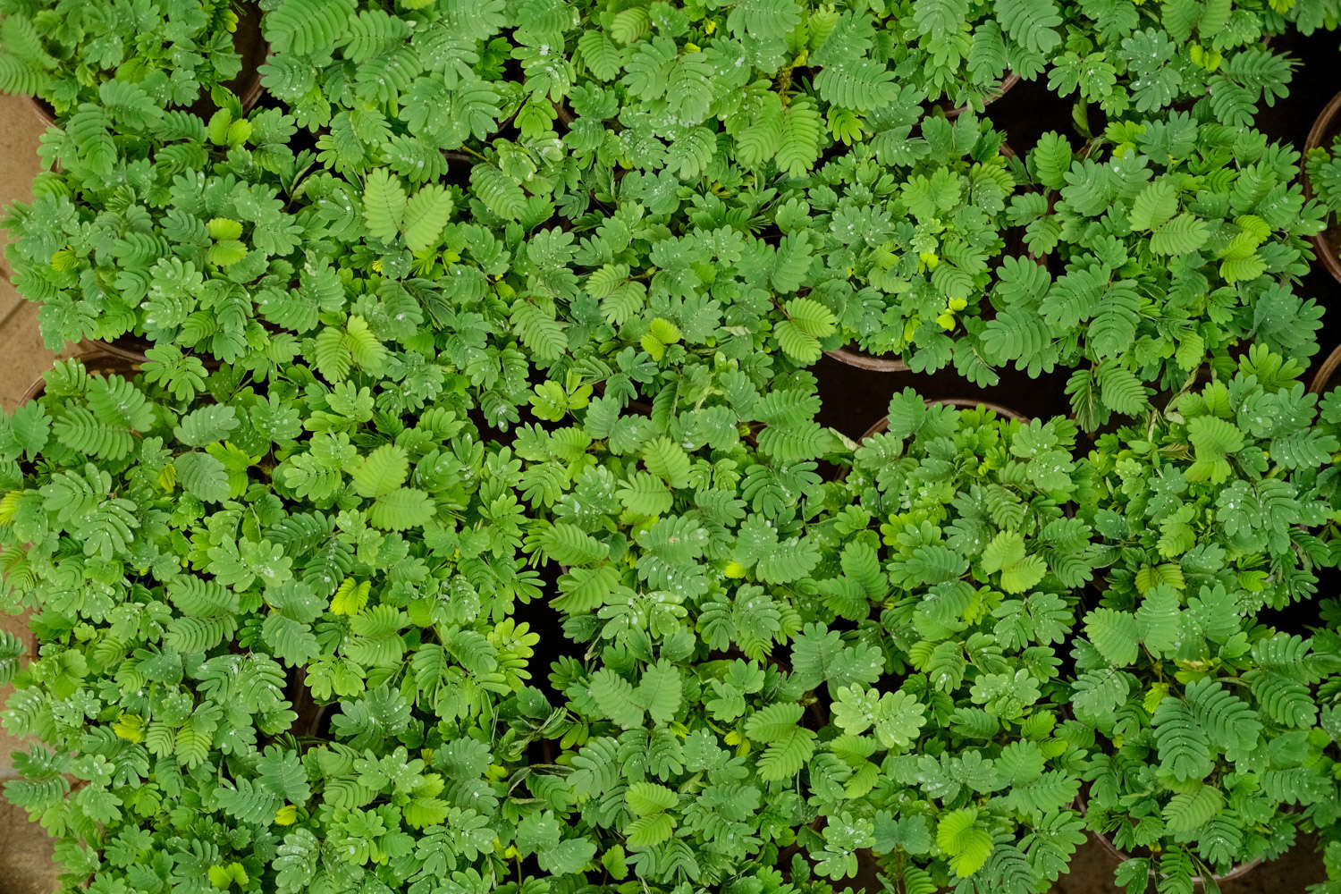 含羞草的养护要点