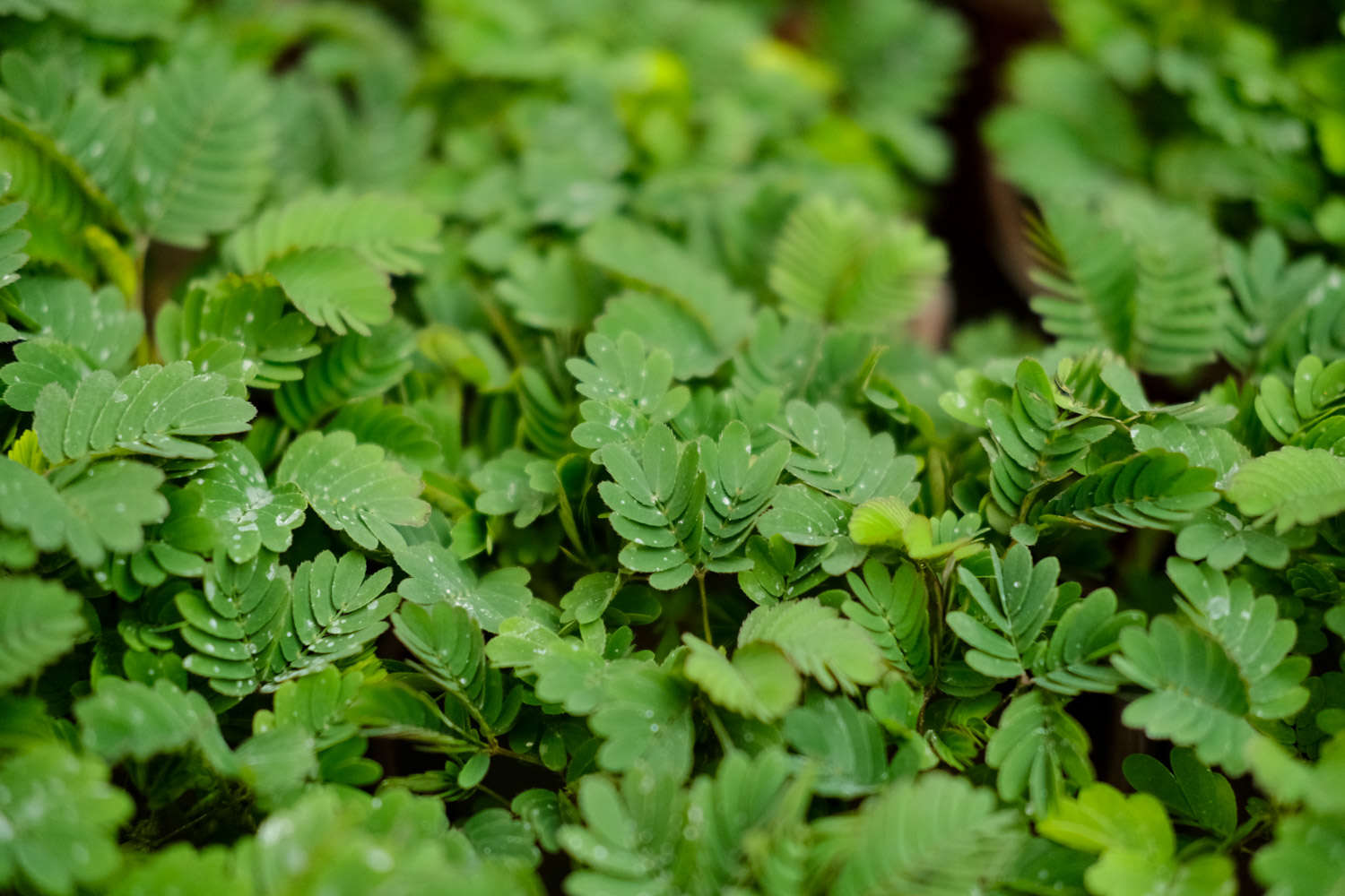 含羞草为什么会收缩