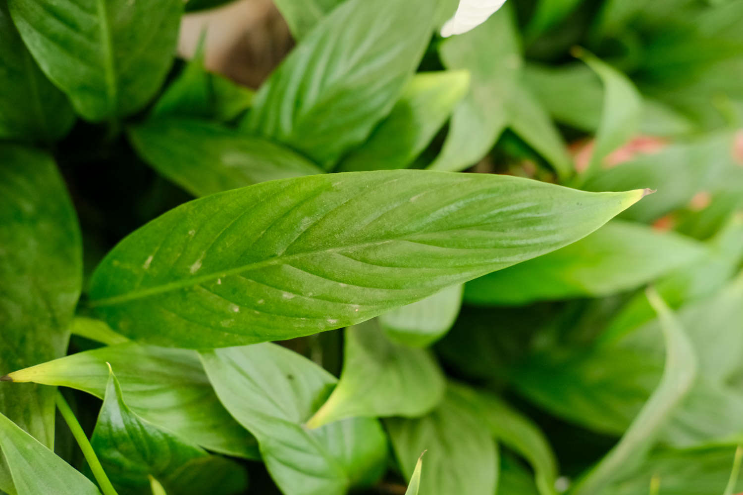 白掌花语及象征