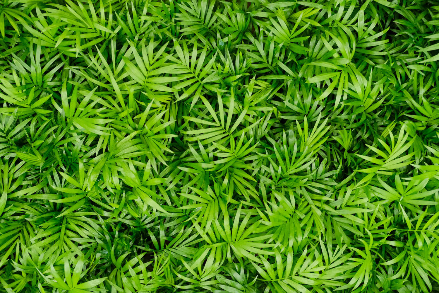 袖珍椰子养殖注意事项