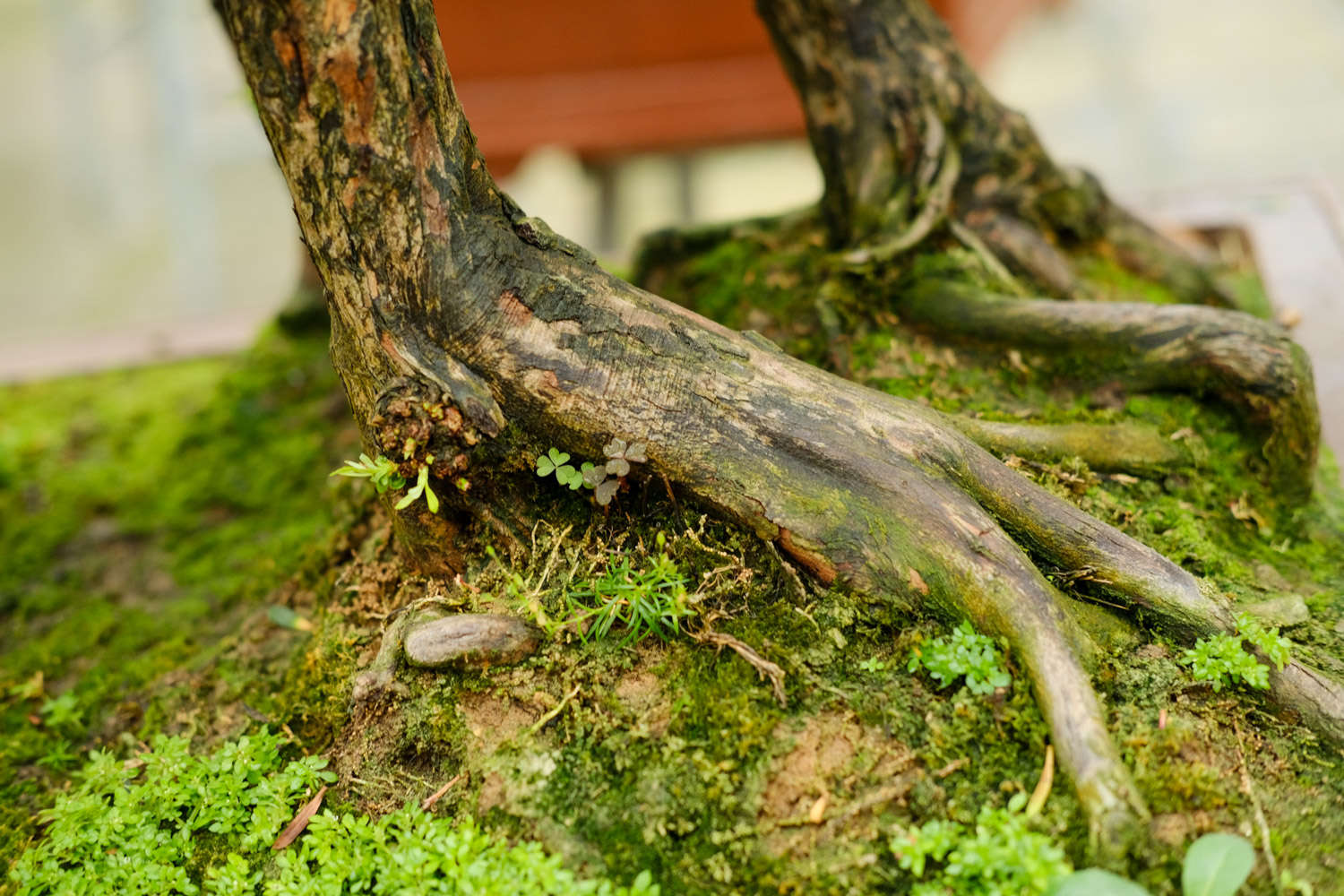 怎么给罗汉松换盆