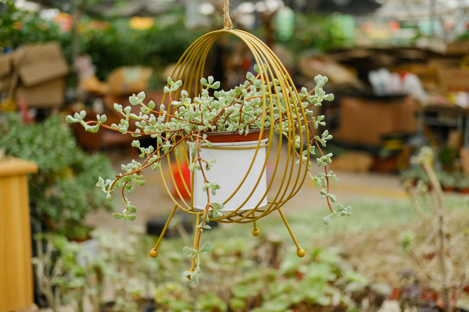 “多肉”还养在花盆里？你落伍了，爷爷家的多肉都长成“老桩”了！