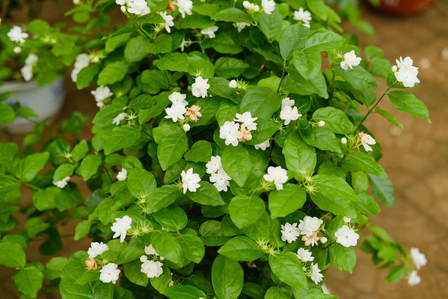 他家的茉莉又多又香又白，竟然都是这么养的！